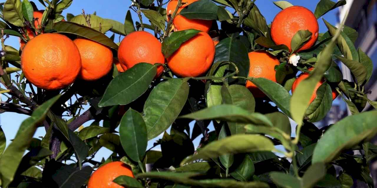 Antalya’dan Kardeş kente turunç ve kamkat fidanı