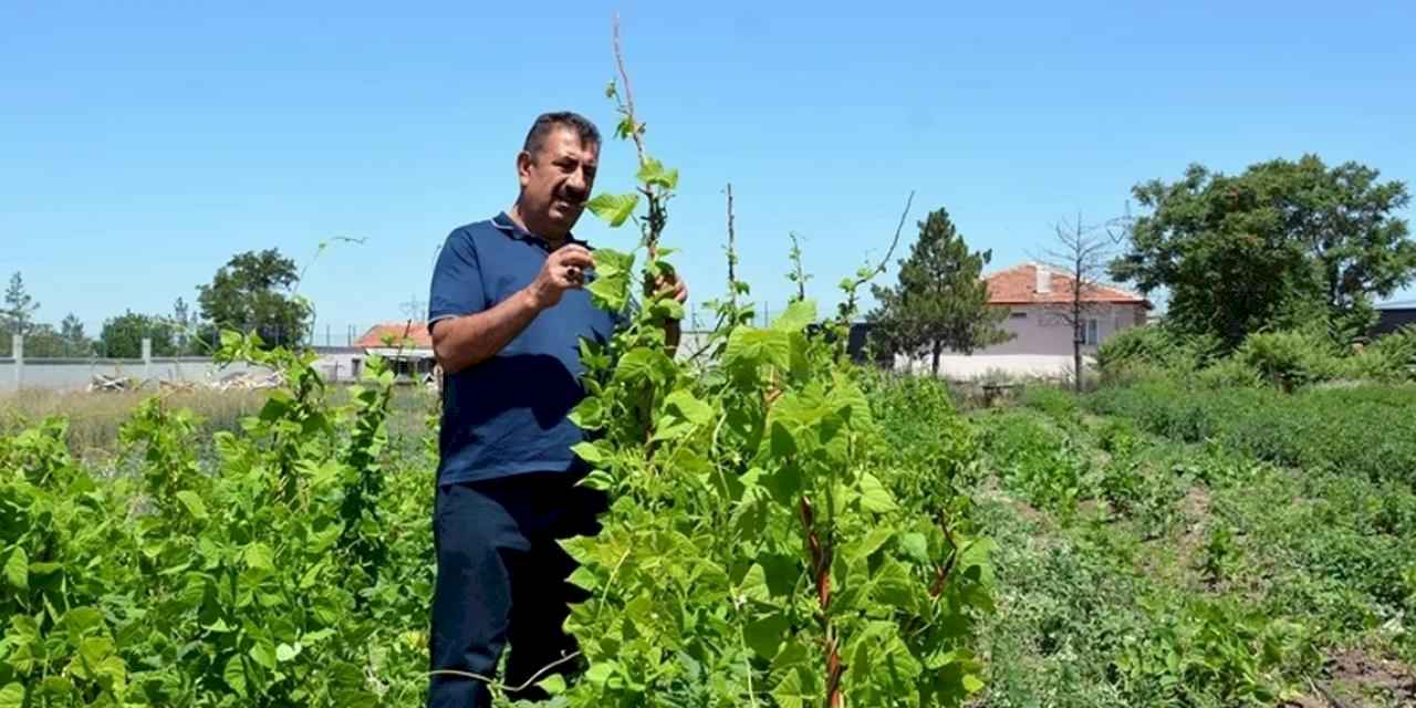 Ziraat Mühendisleri kendi çiftliklerini kurabilmesi için yeni projelerle teşvik edilmeli