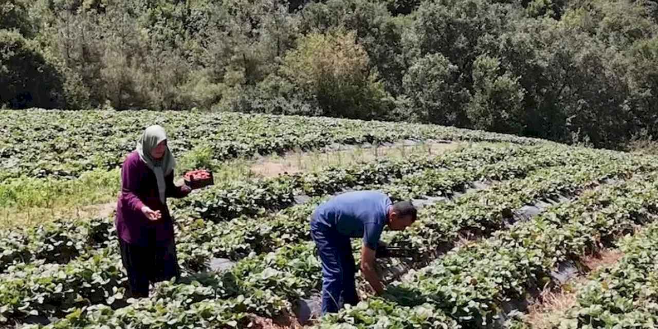 Osmaniye'de 128 haneye 6,8 milyon TL'lik tarımsal destek