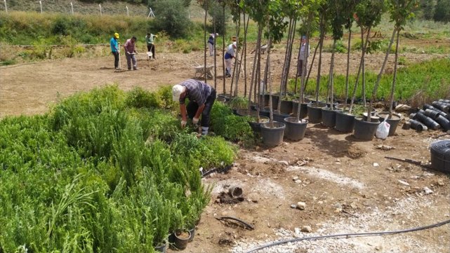 Mamak Belediyesi, Gökçeyurt Mahallesi'ndeki Ekolojik Vadi'yi Yeni Bitkilerle Buluşturuyor